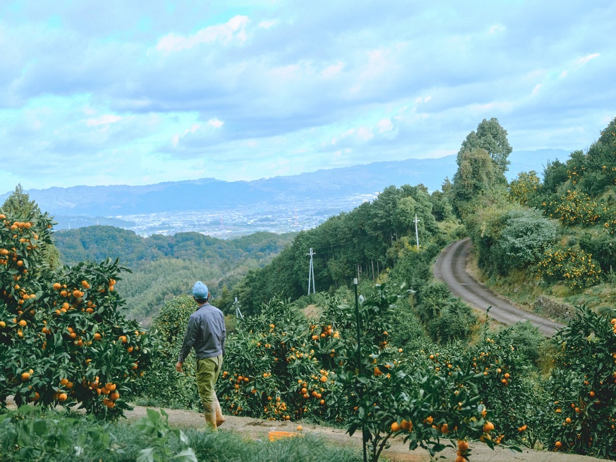 紀美野町の畑